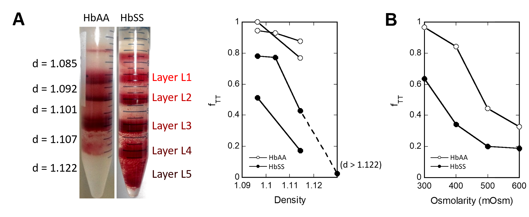 Déformabilité en fonction de la densité