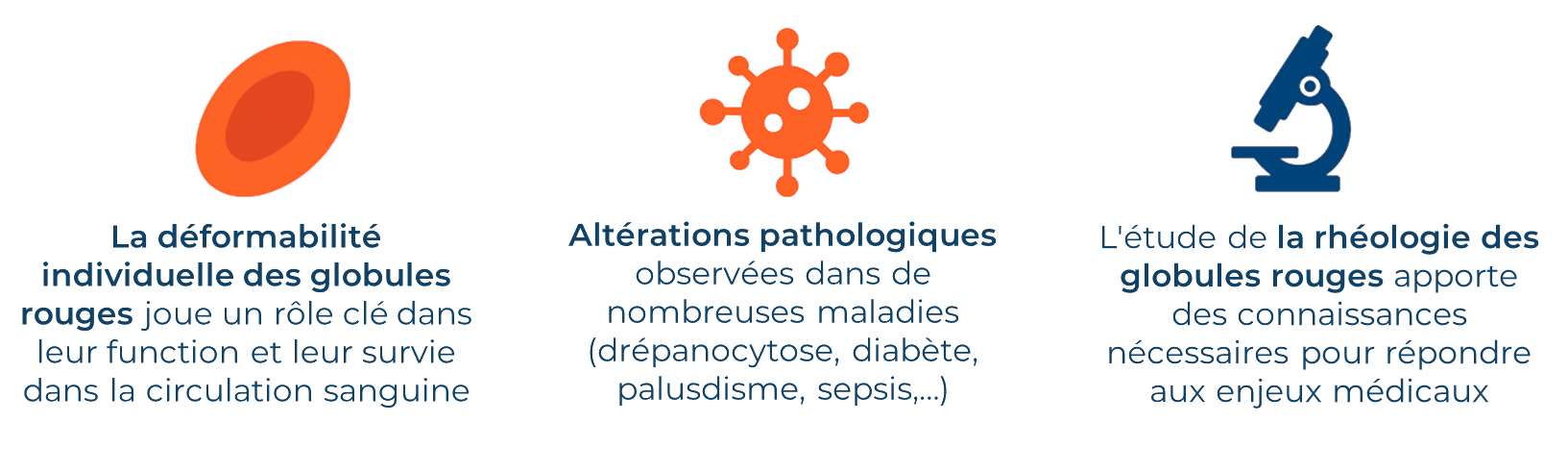 Rhéologie des globules rouges